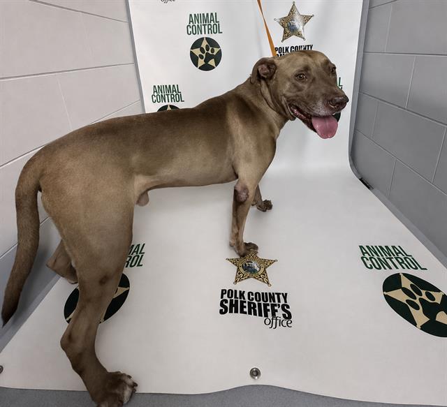 Riggs, a American Bulldog (mix breed), available for adoption