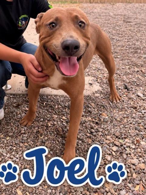 Joel, a Pit Bull Terrier (mix breed), available for adoption