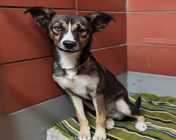 Asher, a Husky, available for adoption