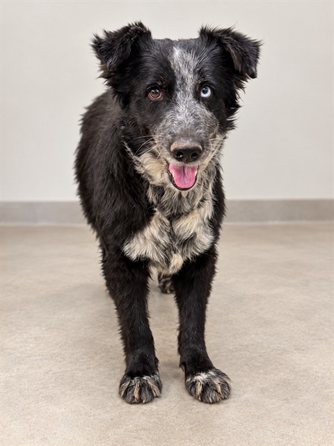 Moana, a Cattle Dog, available for adoption