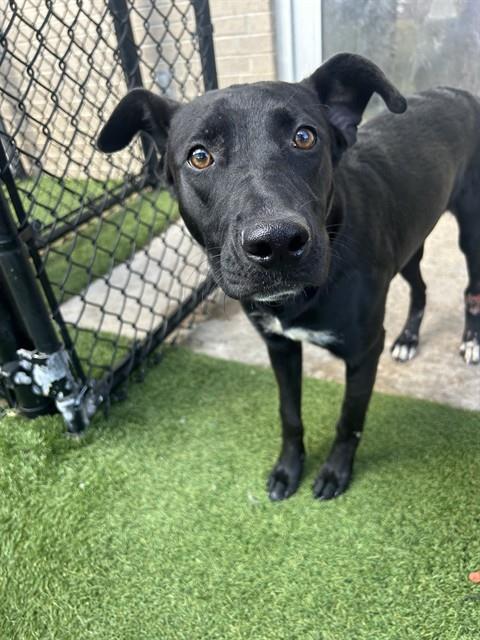 Val, a Retriever (mix breed), available for adoption