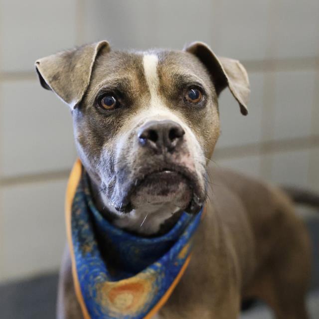 Duke, a Bullmastiff (mix breed), available for adoption