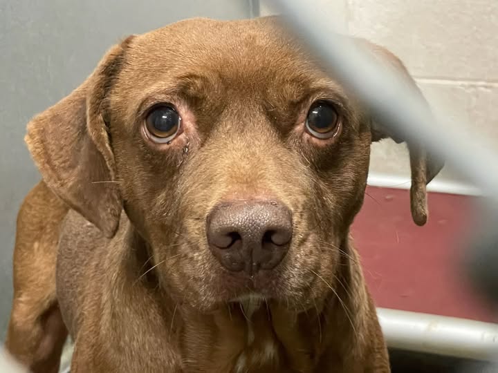 Obi, a Pit Bull Terrier (mix breed), available for adoption