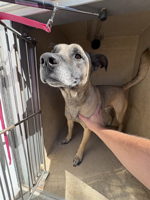 Sheldon, a Black Mouth Cur (mix breed), available for adoption
