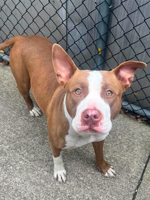 Ro Ro, a Pit Bull Terrier (mix breed), available for adoption