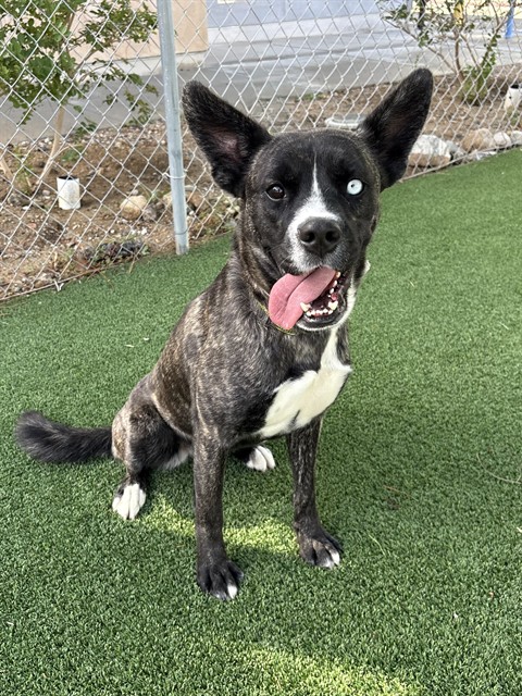 Chewy, a Boxer, available for adoption