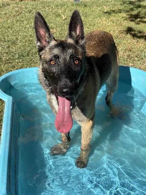 Dexter, a Belgian Shepherd Malinois, available for adoption
