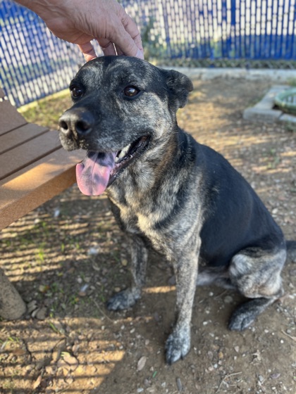 Raider, a Shepherd, available for adoption