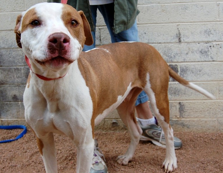 Other Photos of thie Dog