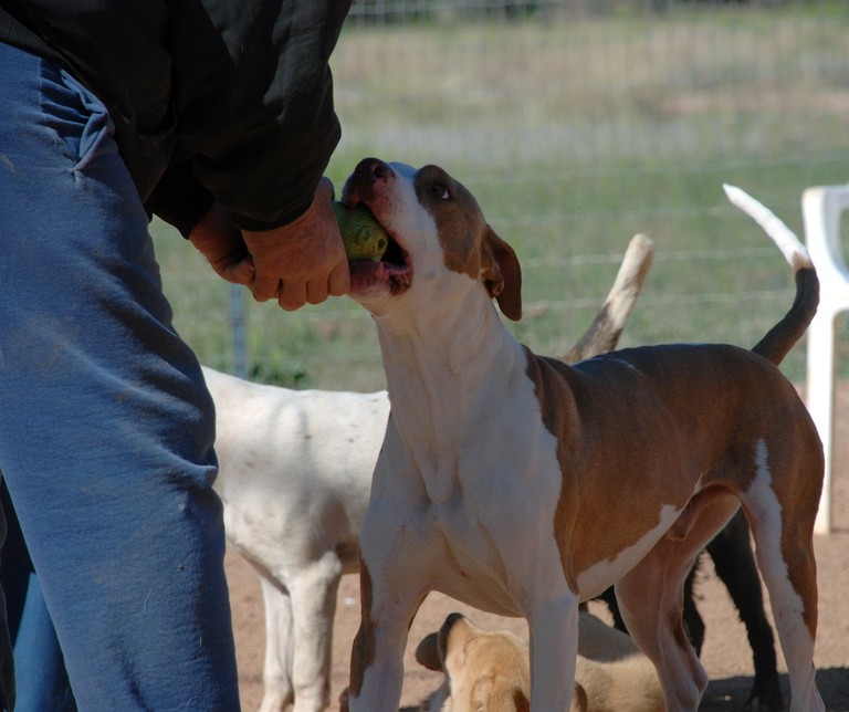 Other Photos of thie Dog