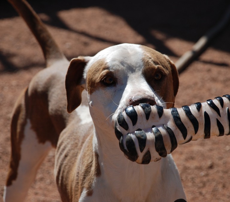 Other Photos of thie Dog