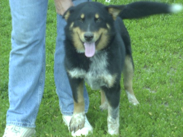 Other Photos of thie Dog