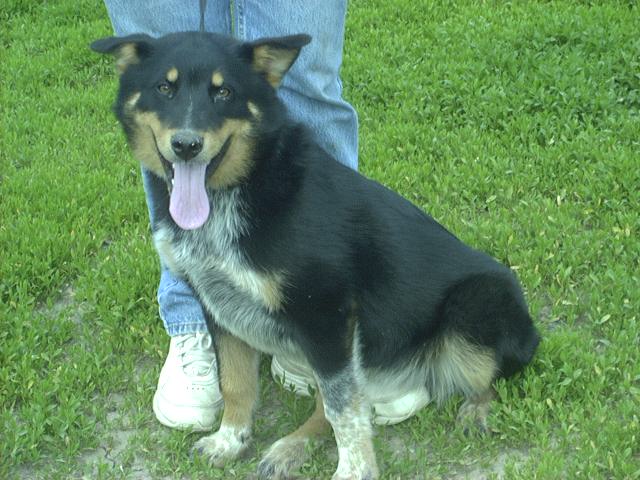 Other Photos of thie Dog