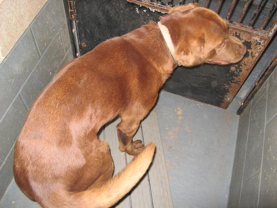 Other Photos of thie Dog