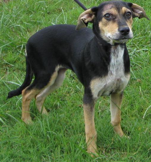Other Photos of thie Dog
