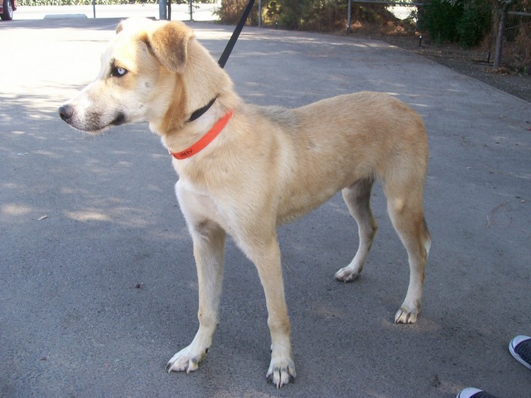 Other Photos of thie Dog