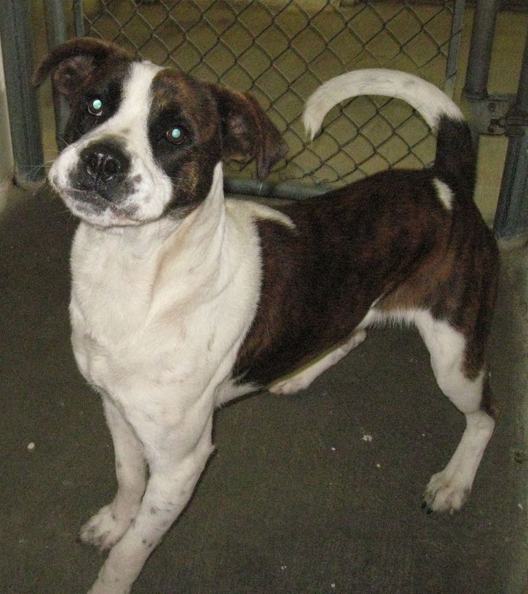 Other Photos of thie Dog