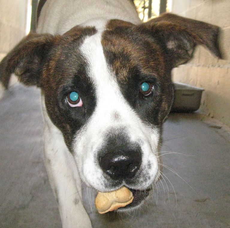 Other Photos of thie Dog