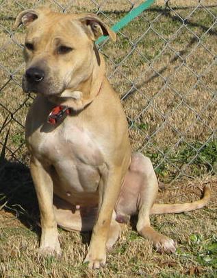 Other Photos of thie Dog