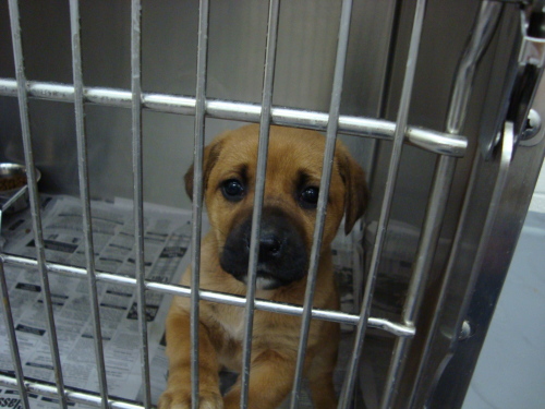 Other Photos of thie Dog