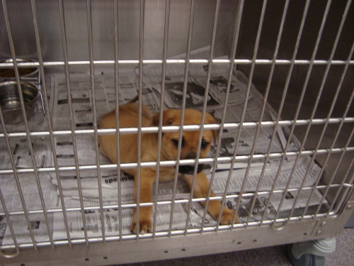 Other Photos of thie Dog