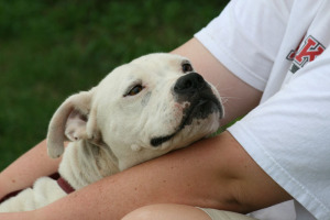 Other Photos of thie Dog