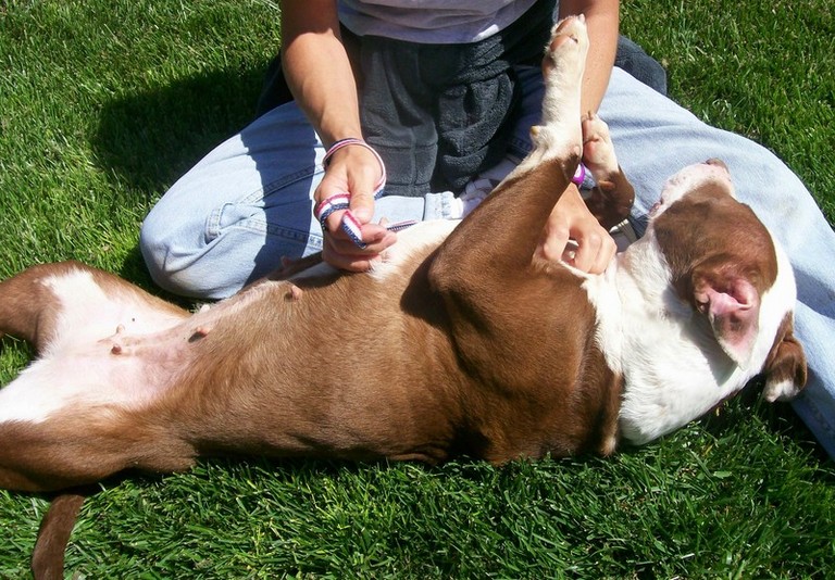 Other Photos of thie Dog
