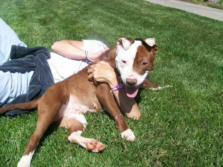 Other Photos of thie Dog