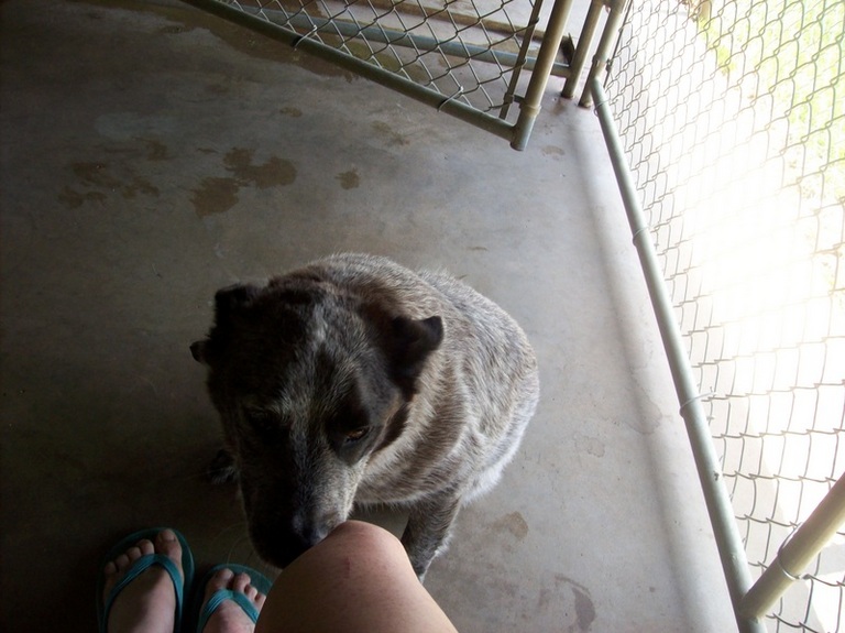 Other Photos of thie Dog