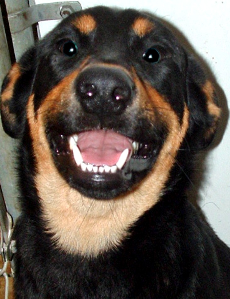 Other Photos of thie Dog