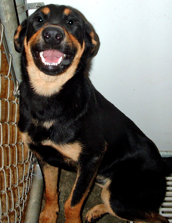 Other Photos of thie Dog