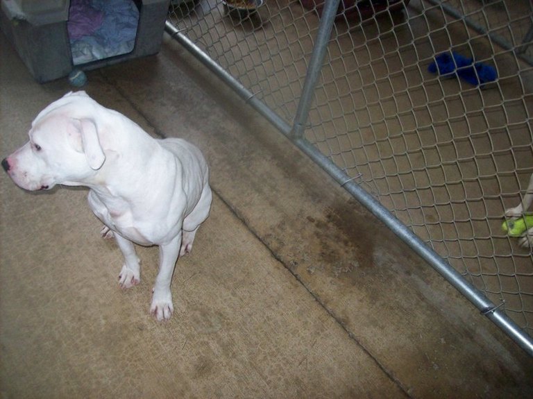 Other Photos of thie Dog