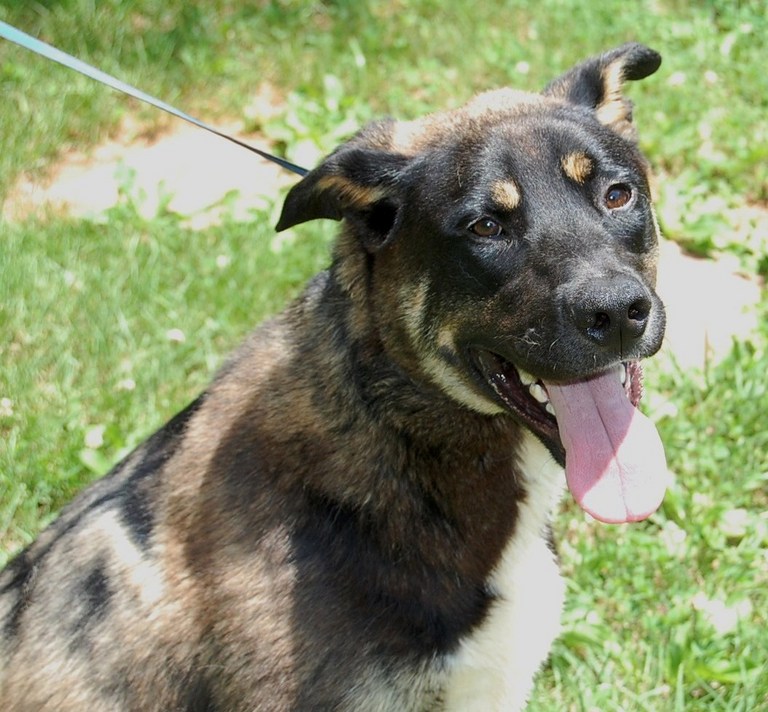 Other Photos of thie Dog
