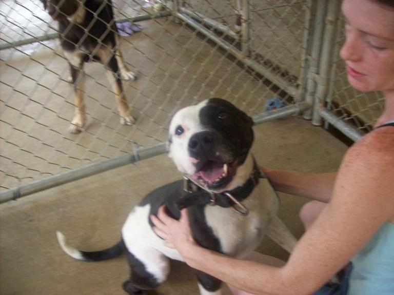 Other Photos of thie Dog