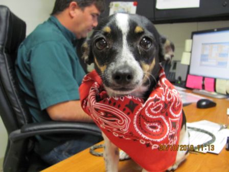Other Photos of thie Dog