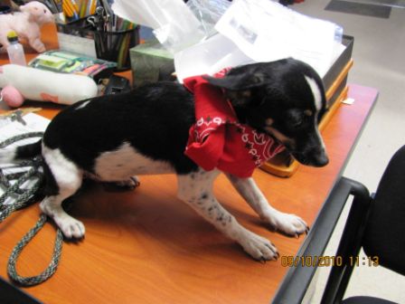 Other Photos of thie Dog