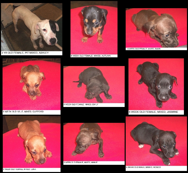 Other Photos of thie Dog