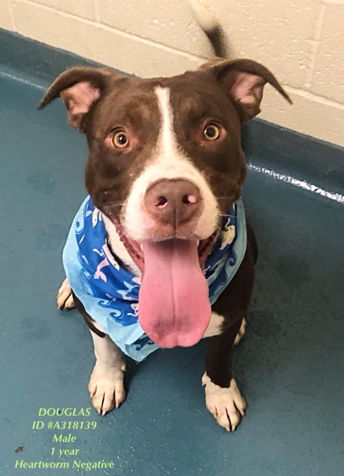 DOUGLAS located in Memphis, TN was euthanized on Oct 11, 2019!