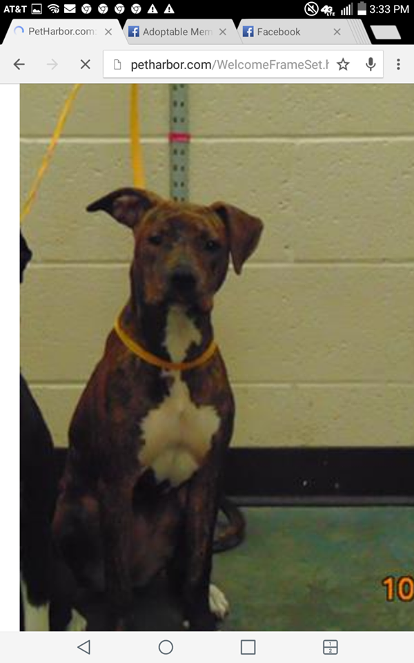 Other Photos of thie Dog