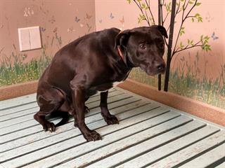 Other Photos of thie Dog