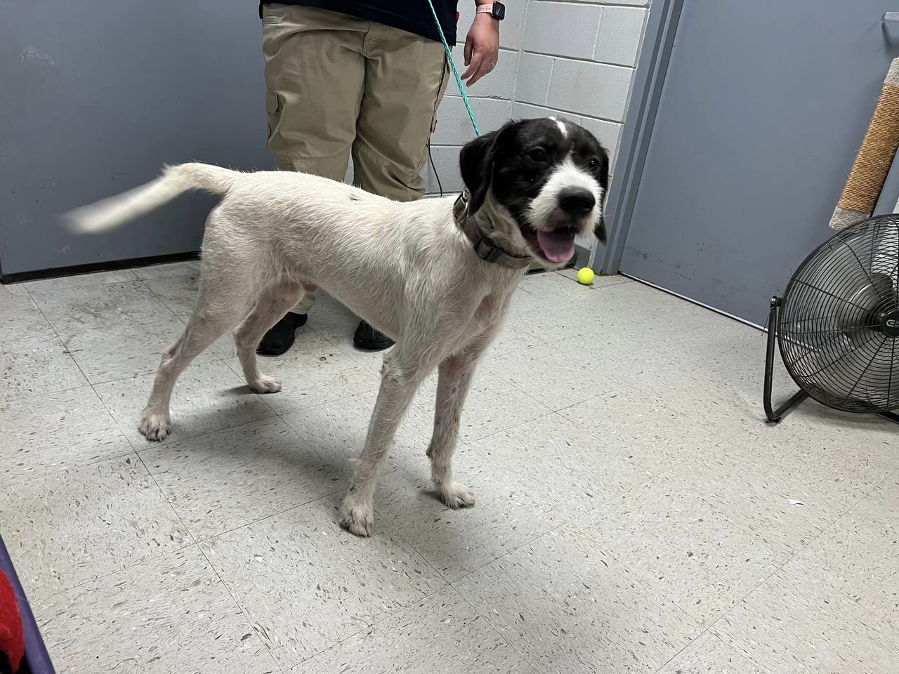 Main Photo of this Dog