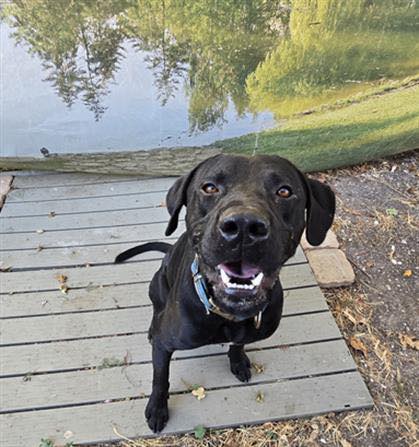Main Photo of this Dog