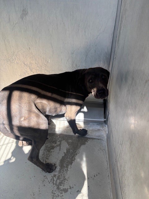 Other Photos of thie Dog