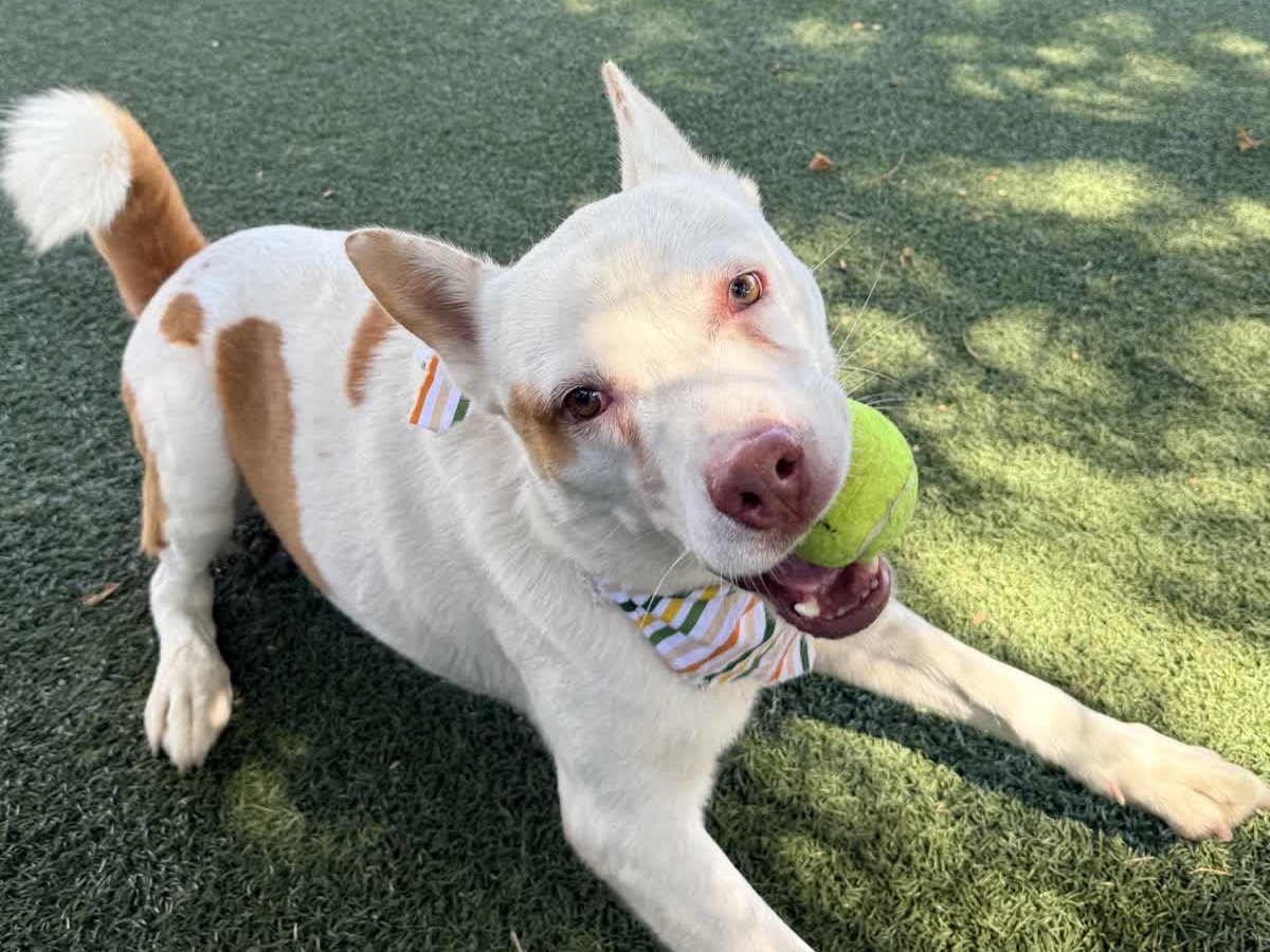 Champ, a Australian Cattle Dog/Blue Heeler, available for adoption