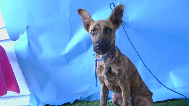 Blueberry, a Belgian Shepherd Malinois, available for adoption