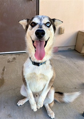 Lyle, a Husky, available for adoption