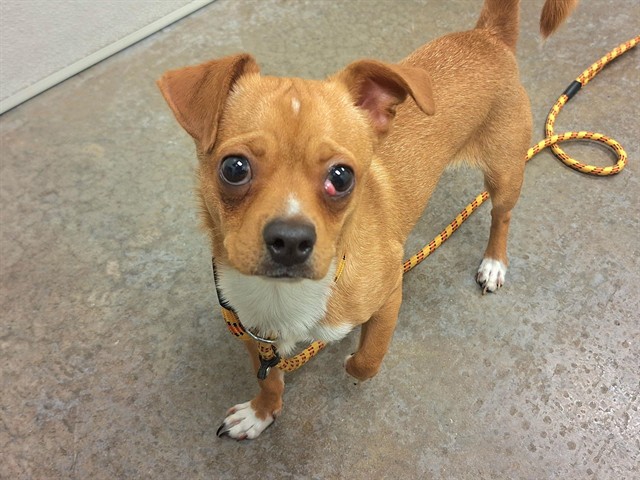 Fish Sticks, a Chihuahua, available for adoption