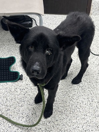 La Midnight, a Black Labrador Retriever, available for adoption