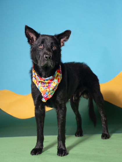 La Midnight, a Newfoundland Dog (mix breed), available for adoption