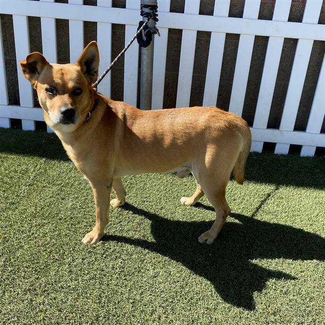 Santiago, a German Shepherd, available for adoption
